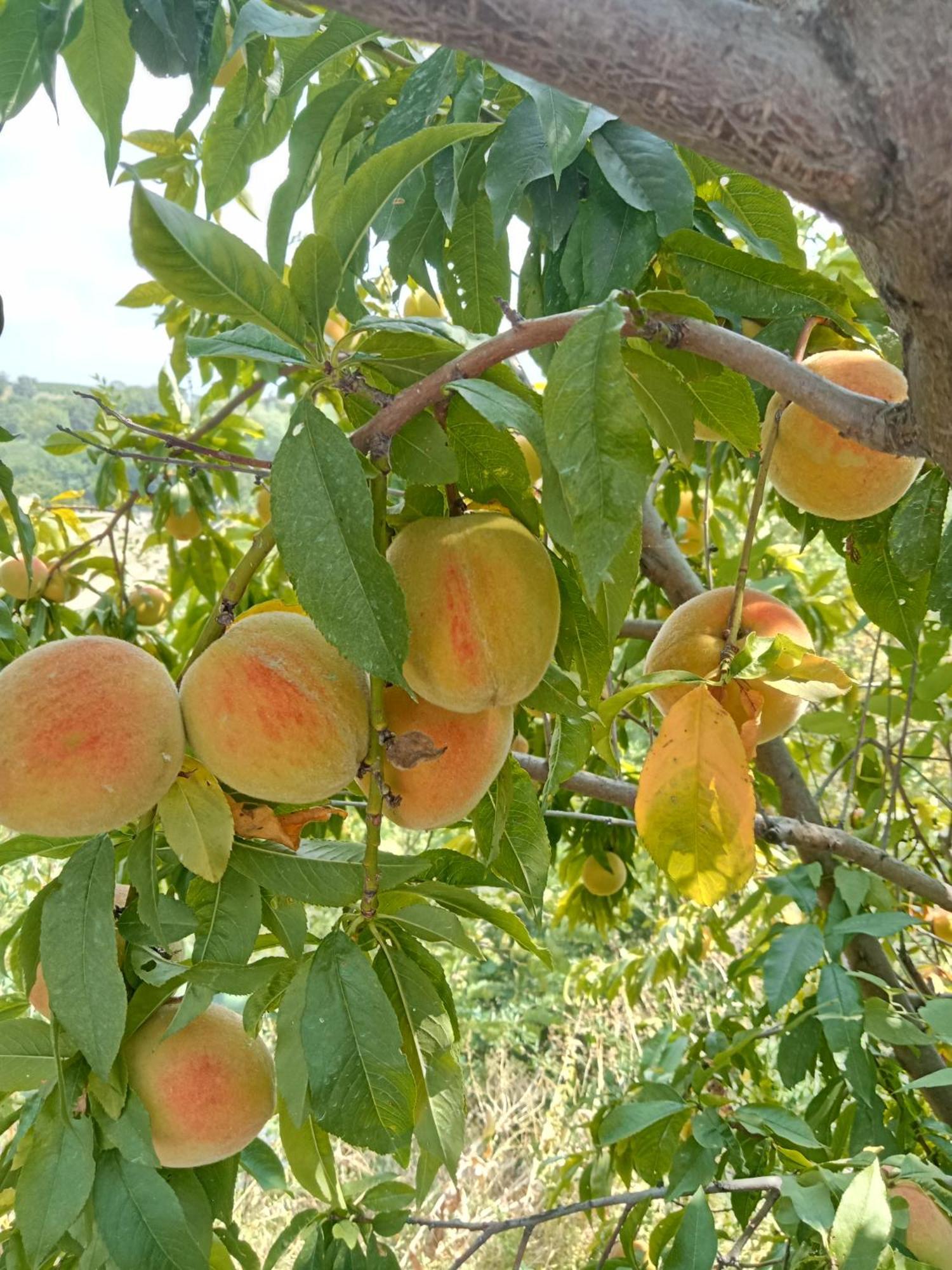 Agriturismo Bric Di Gai Monforte D'Alba Bagian luar foto